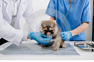 Vet listening PomeranianÂ dog with stetoscope in veterinary clinic